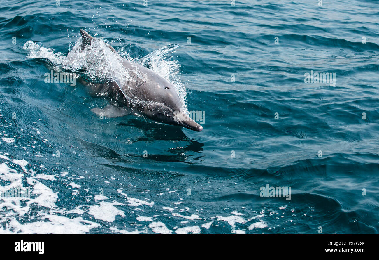 dolphins in a coastal waters of Musandam Stock Photo