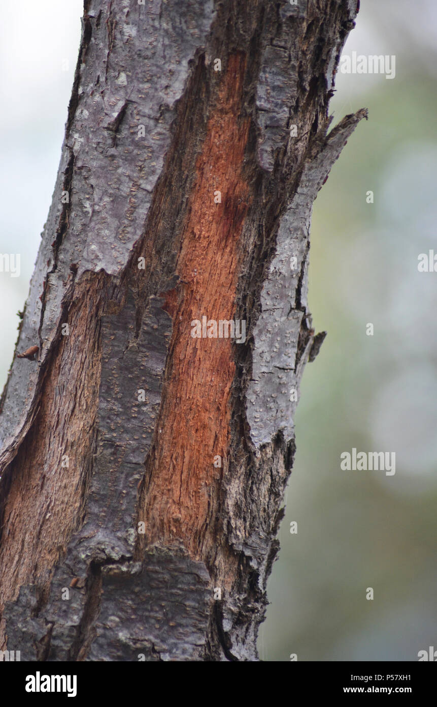 The outer bark on a tree trunk is dark brown and grey, but is peeling away to show young red wood. Stock Photo
