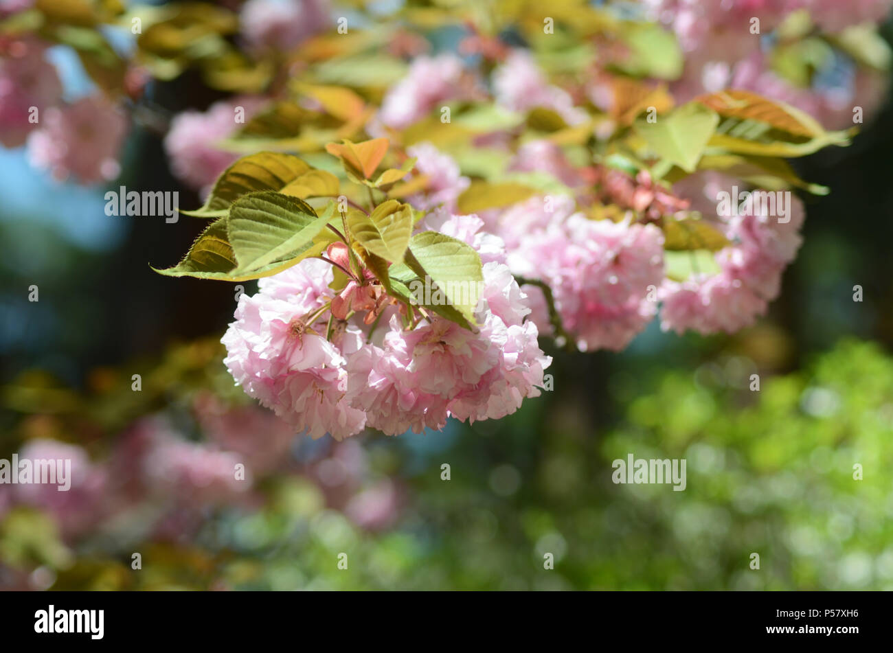 A branch of a cherry blossom tree is covered in pink flowers and ...