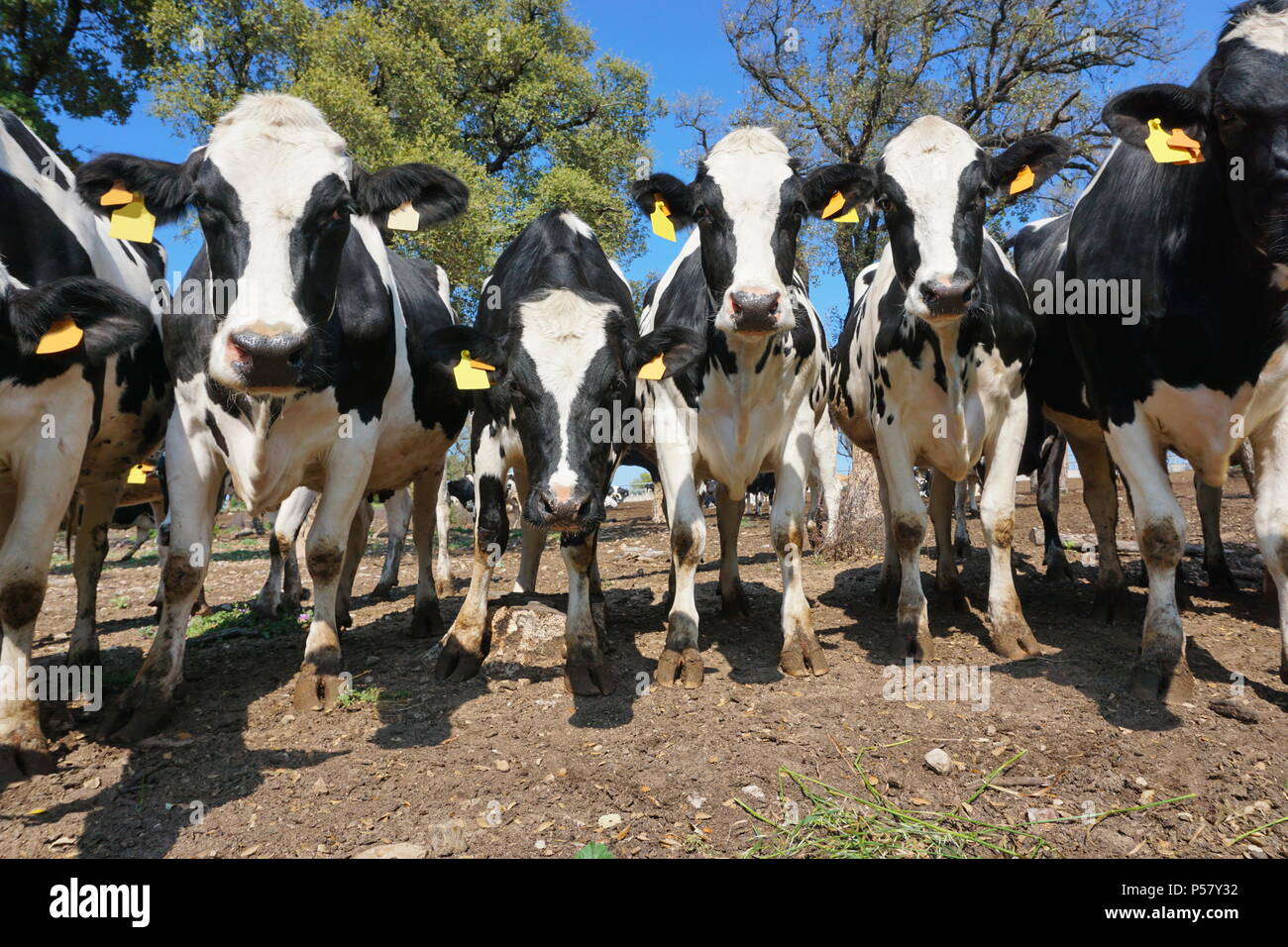 A row of curious dairy cows in a field, Alt Emporda, Girona, Catalonia, Spain Stock Photo