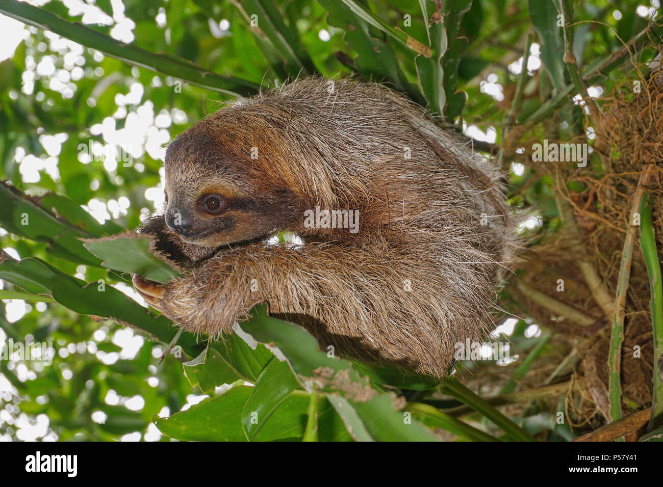 A three-toed sloth animal on a plant in the jungle of Costa Rica, Central America Stock Photo