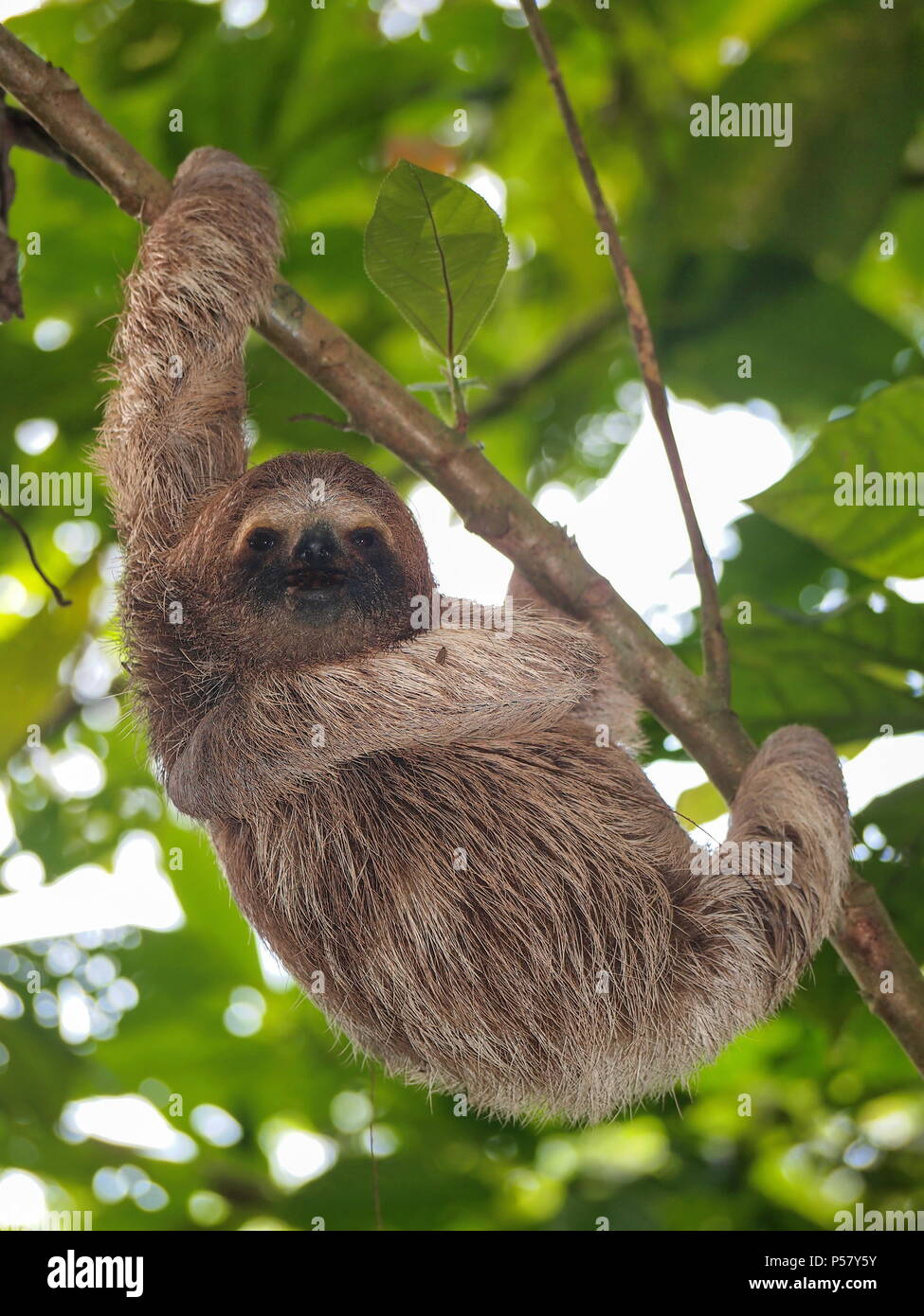 A young three-toed sloth animal in the jungle of Costa Rica, Central America Stock Photo