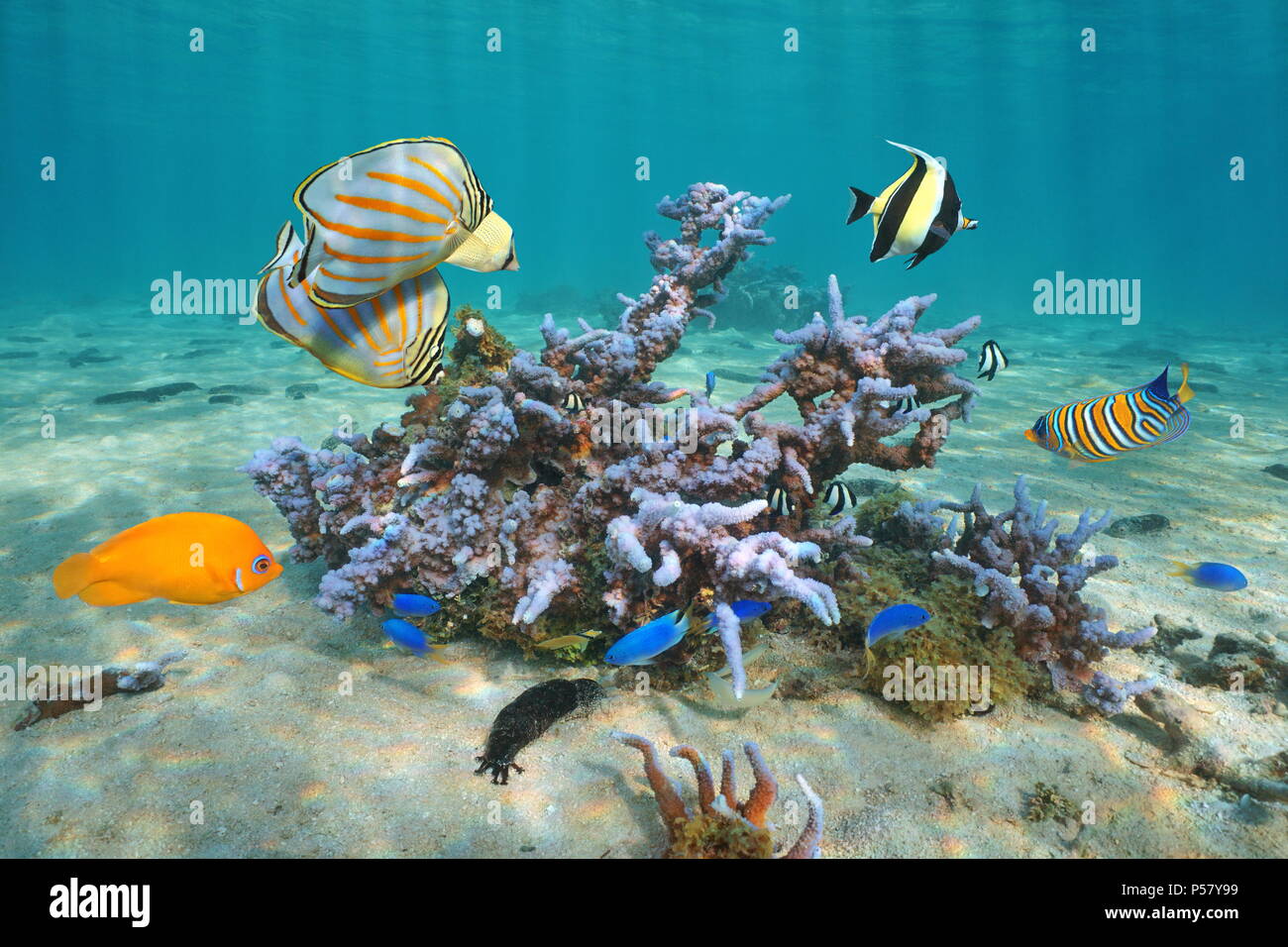 Colorful Tropical Fishes With Montipora Coral Underwater
