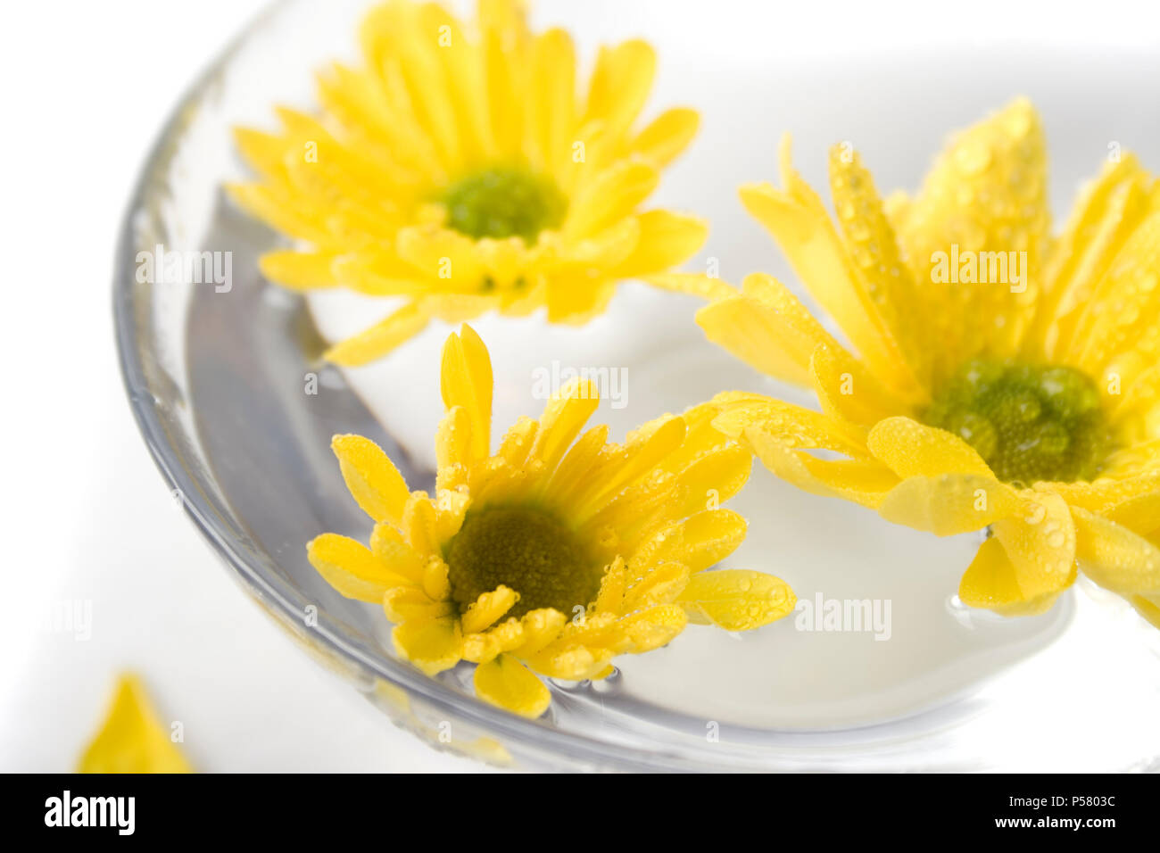 yellow flowers close up floating in water Stock Photo - Alamy