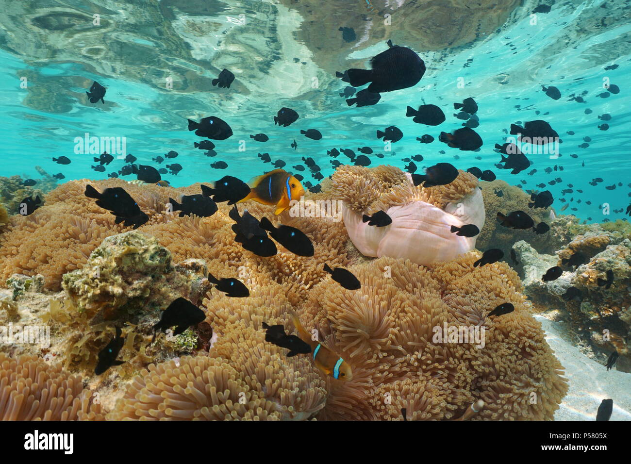 Underwater a school of tropical fish ( mostly damselfish with some clownfish ) and sea anemones, lagoon of Huahine, Pacific ocean, French Polynesia Stock Photo