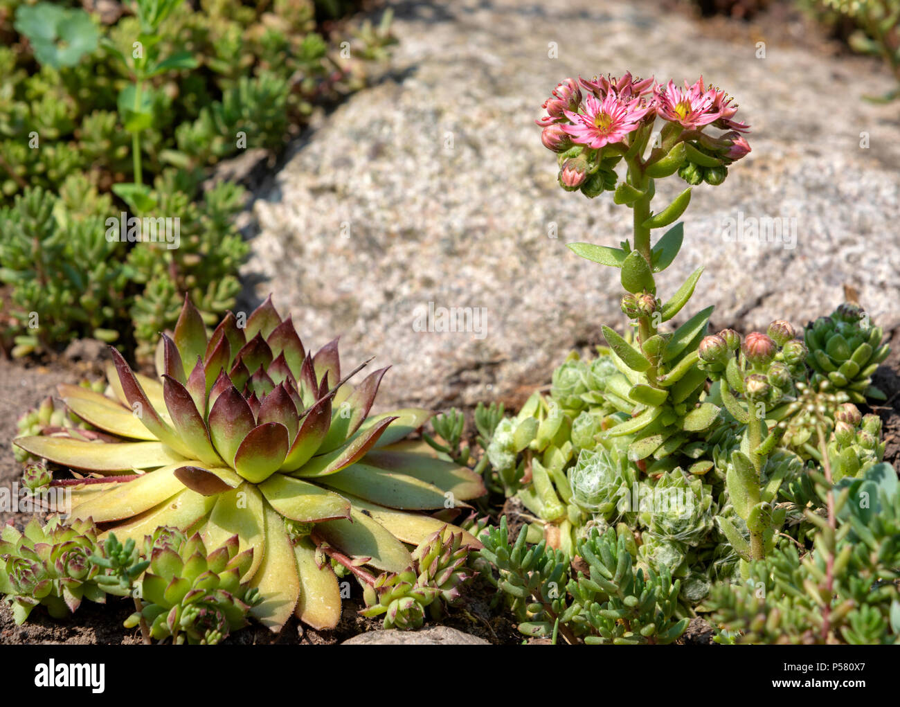 sempervivum hybrid stock photography images -