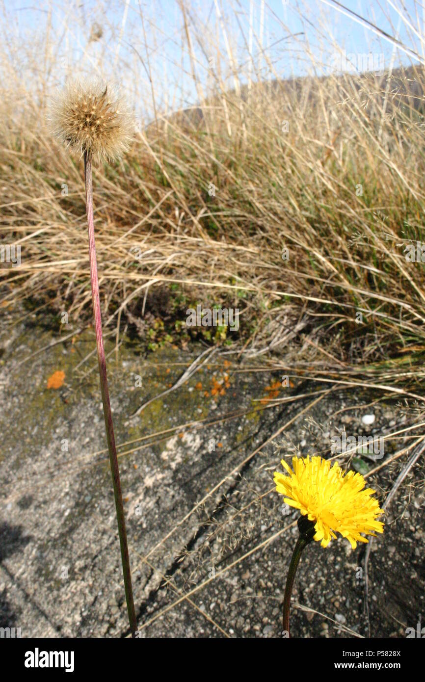 Cat's ear seed head Stock Photo Alamy