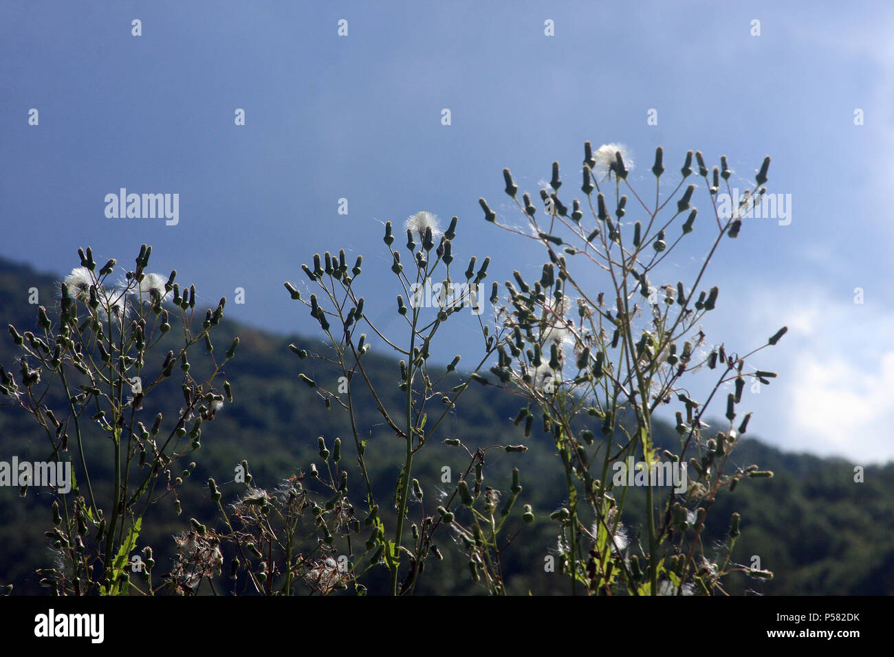 Groundsel's seeds being dispersed by the wind. Stock Photo