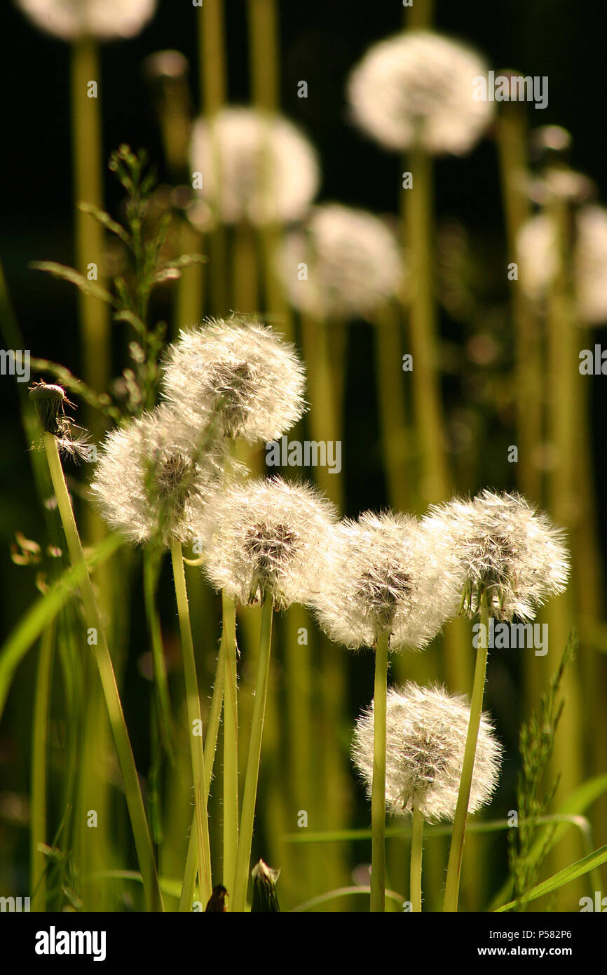 Dandelion puff balls/ seed heads Stock Photo