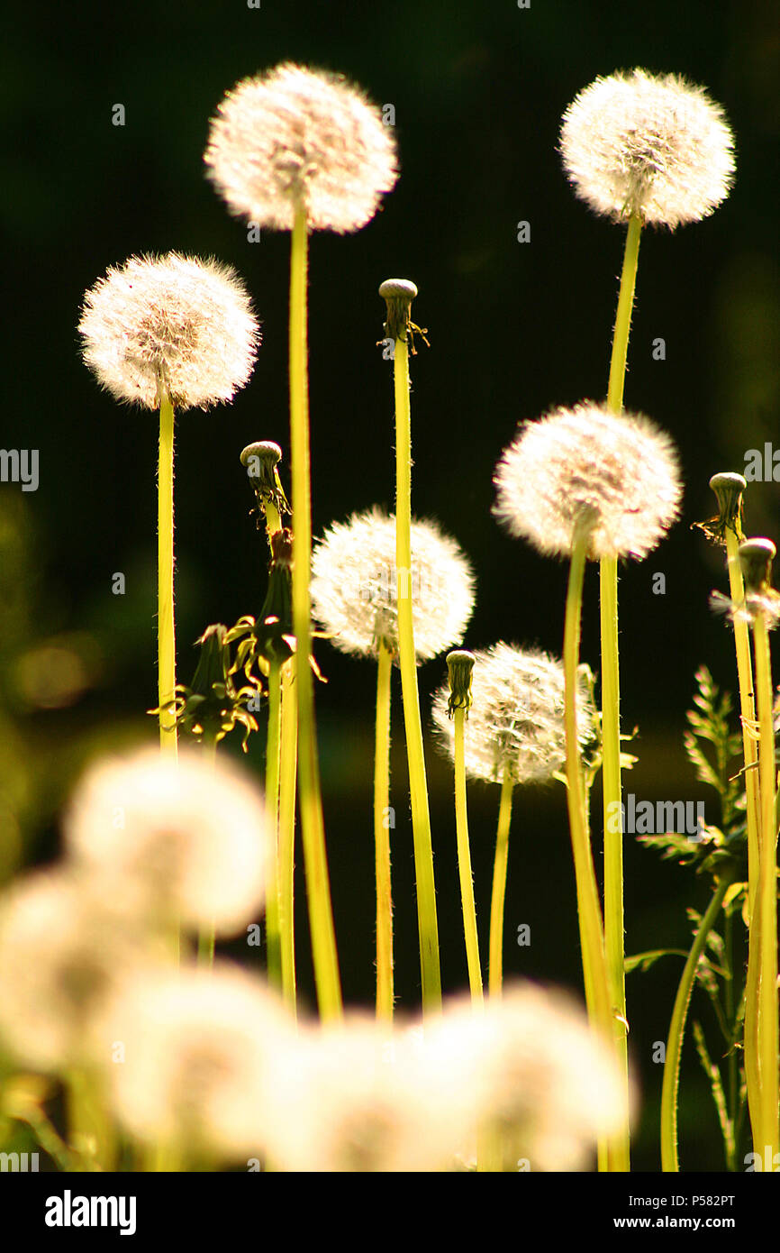 Dandelion puff balls/ seed heads Stock Photo