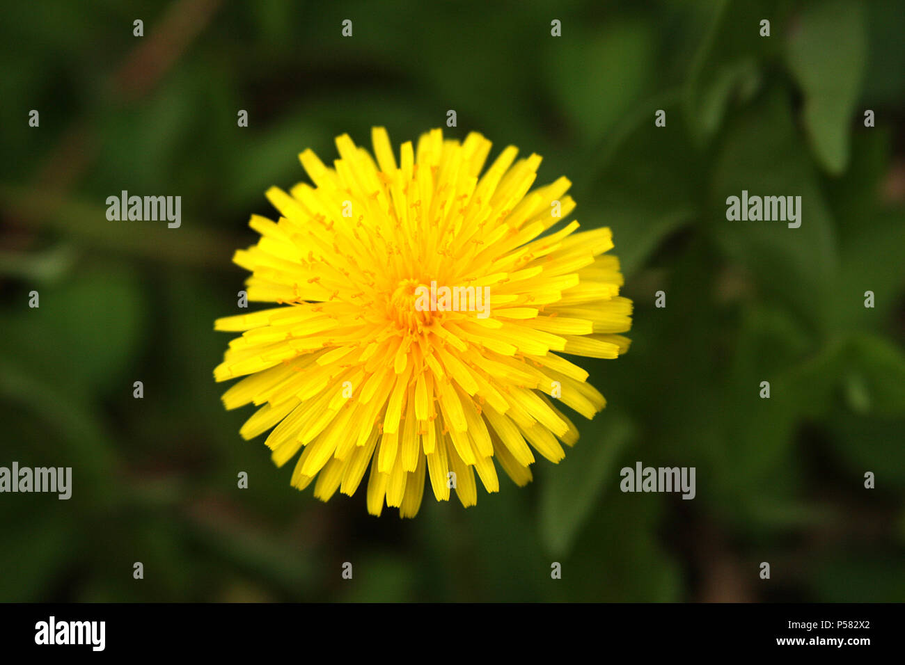 Cat's ear flower Stock Photo Alamy