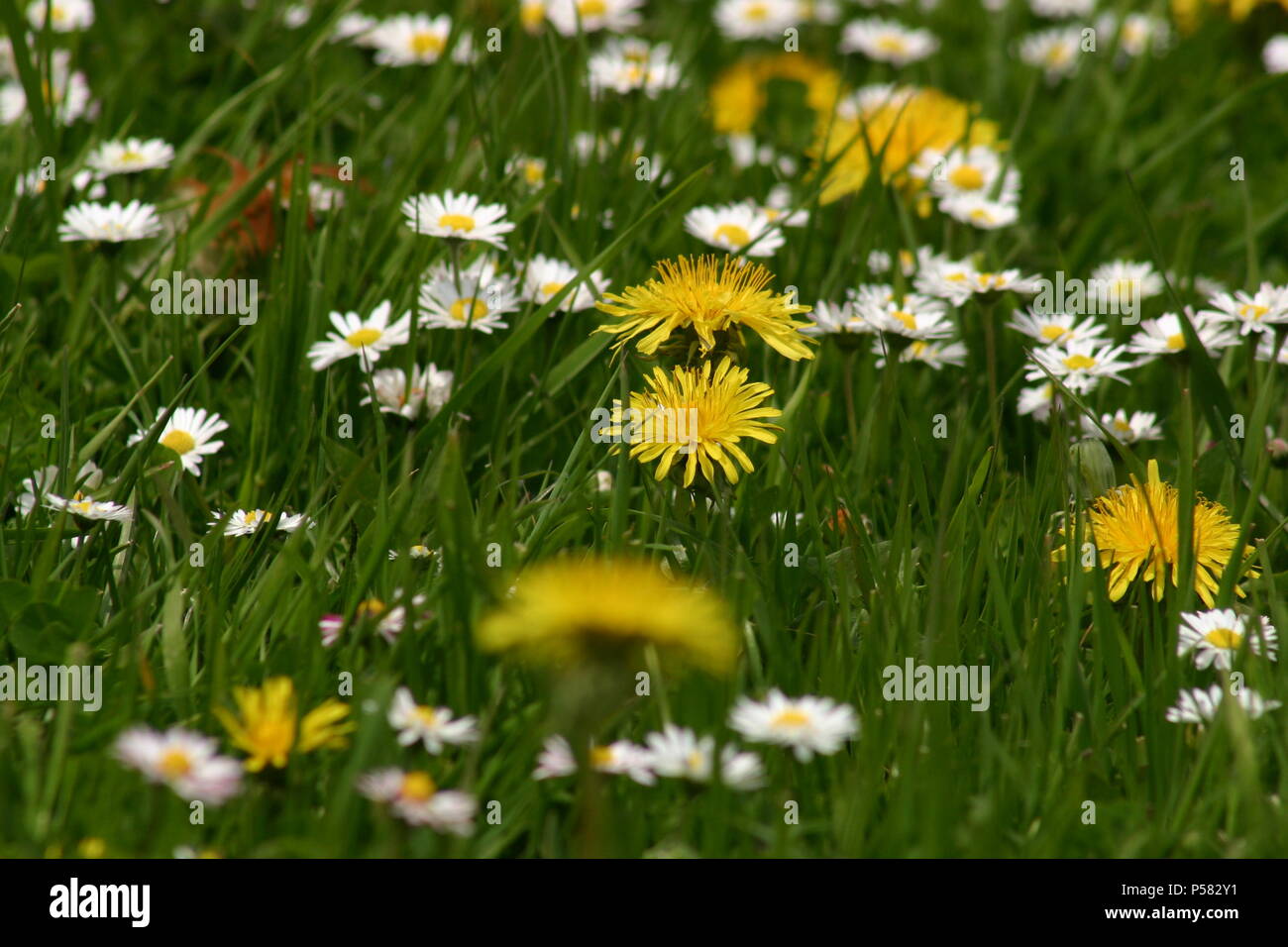 Field of dandelions and common daisies Stock Photo Alamy