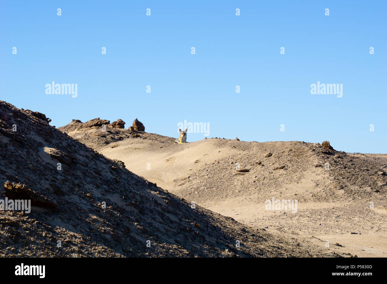 Namibia landscape, with jackel on small hill in Damaraland. Stock Photo