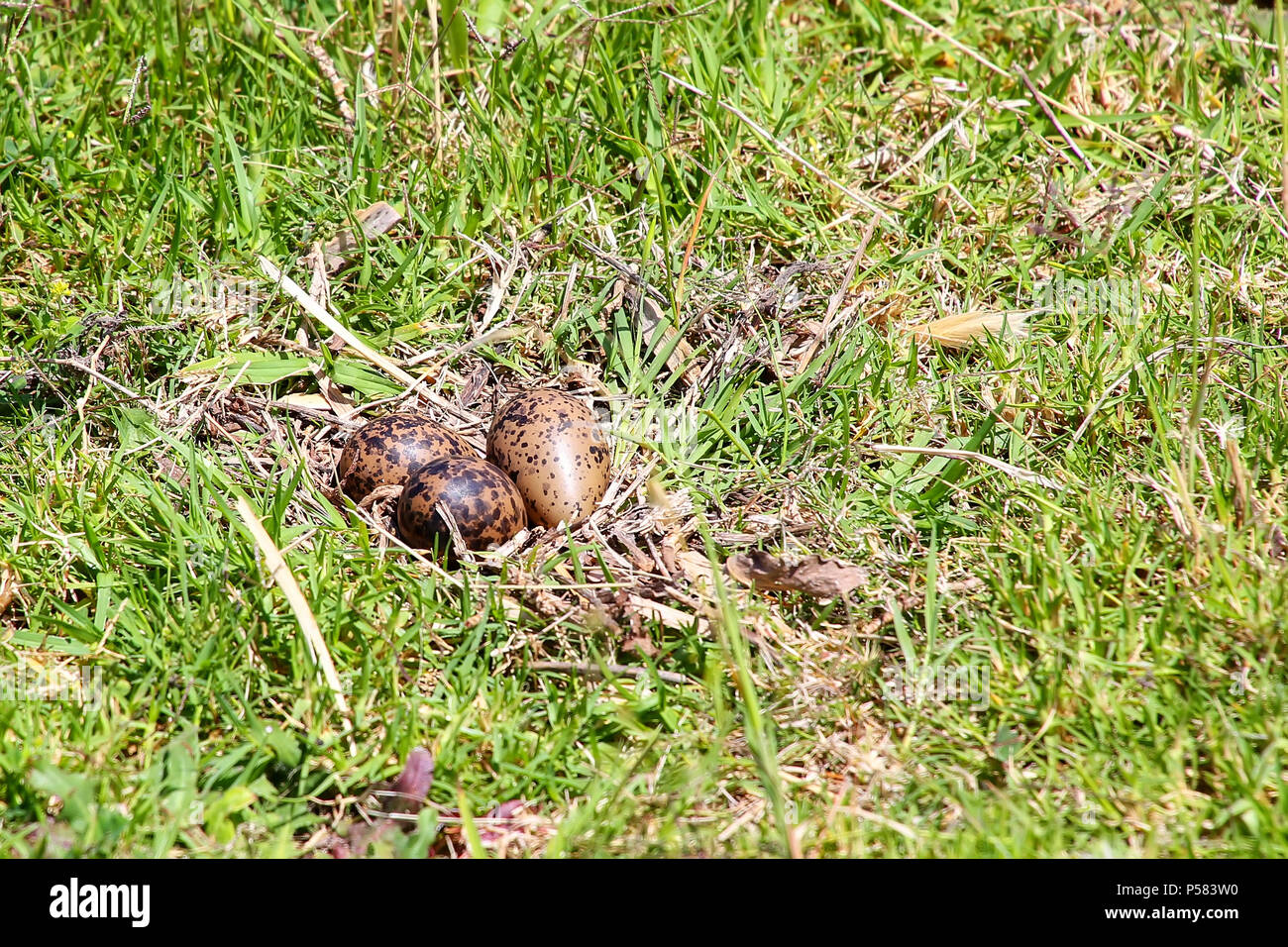Clutch of eggs of Southern Lapwing (Vanellus chilensis) on the bank of Plate River in Montevideo, Uruguay. This bird is the national bird of Uruguay. Stock Photo