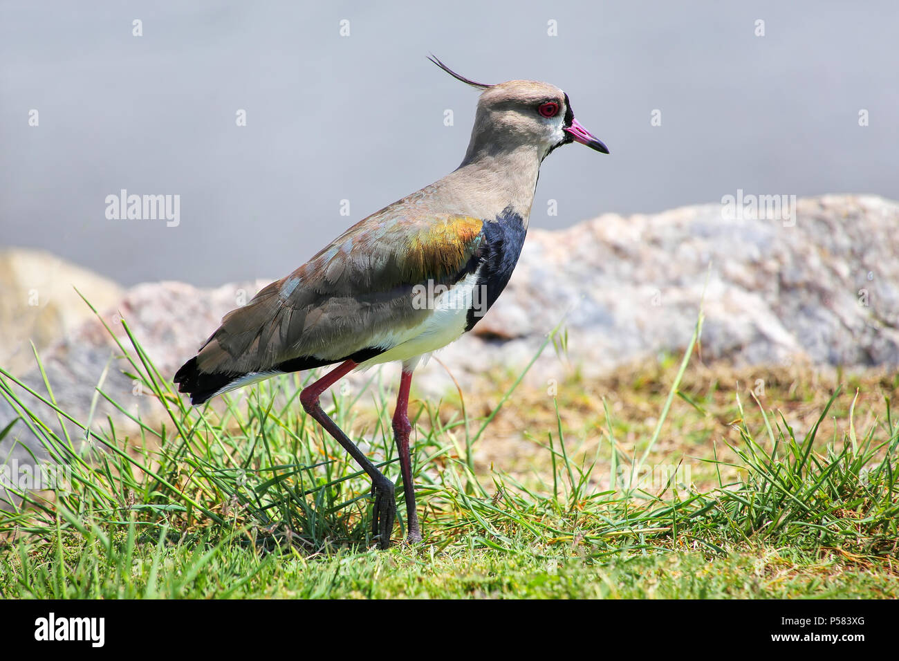 Southern Lapwing (Vanellus chilensis) on the bank of Plate River in Montevideo, Uruguay. This bird is the national bird of Uruguay. Stock Photo
