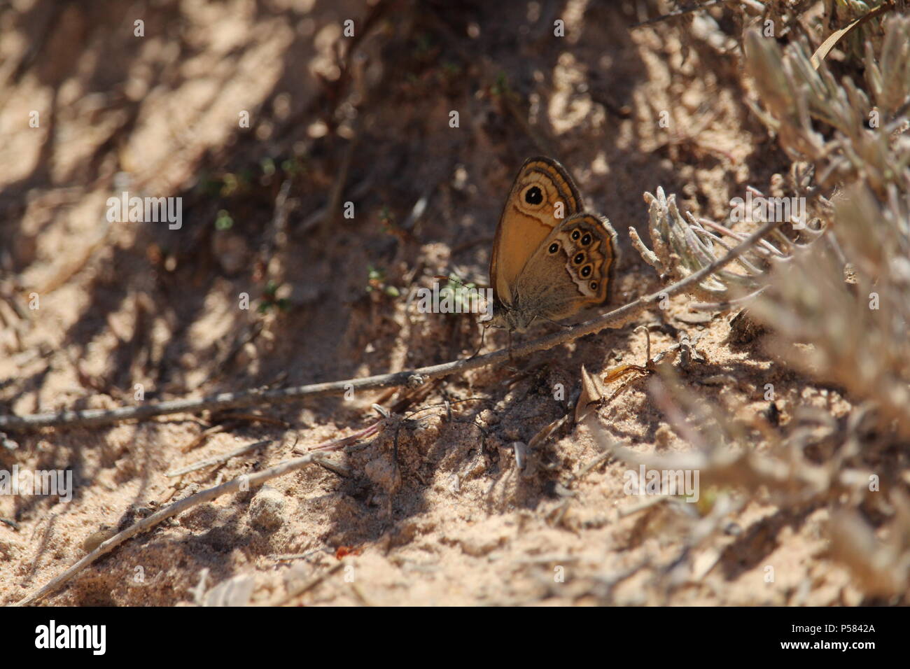 Lone Dusky Heath butterfly ( Coenonympha dorus) resting on a Spanish hillside, Summer 2018. Stock Photo