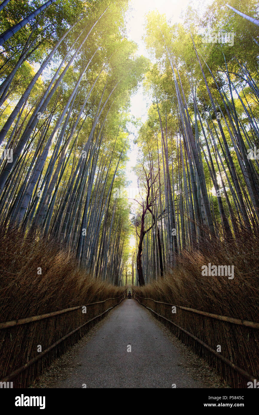 Arashiyama Bamboo Grove Kyoto Stock Photo Alamy