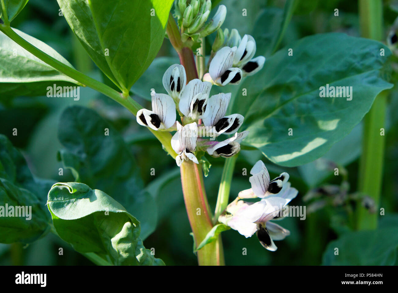 Broad beans (Vicia Faba) flowering in a rural country garden in June summer sunshine Carmarthenshire, West Wales UK  KATHY DEWITT Stock Photo