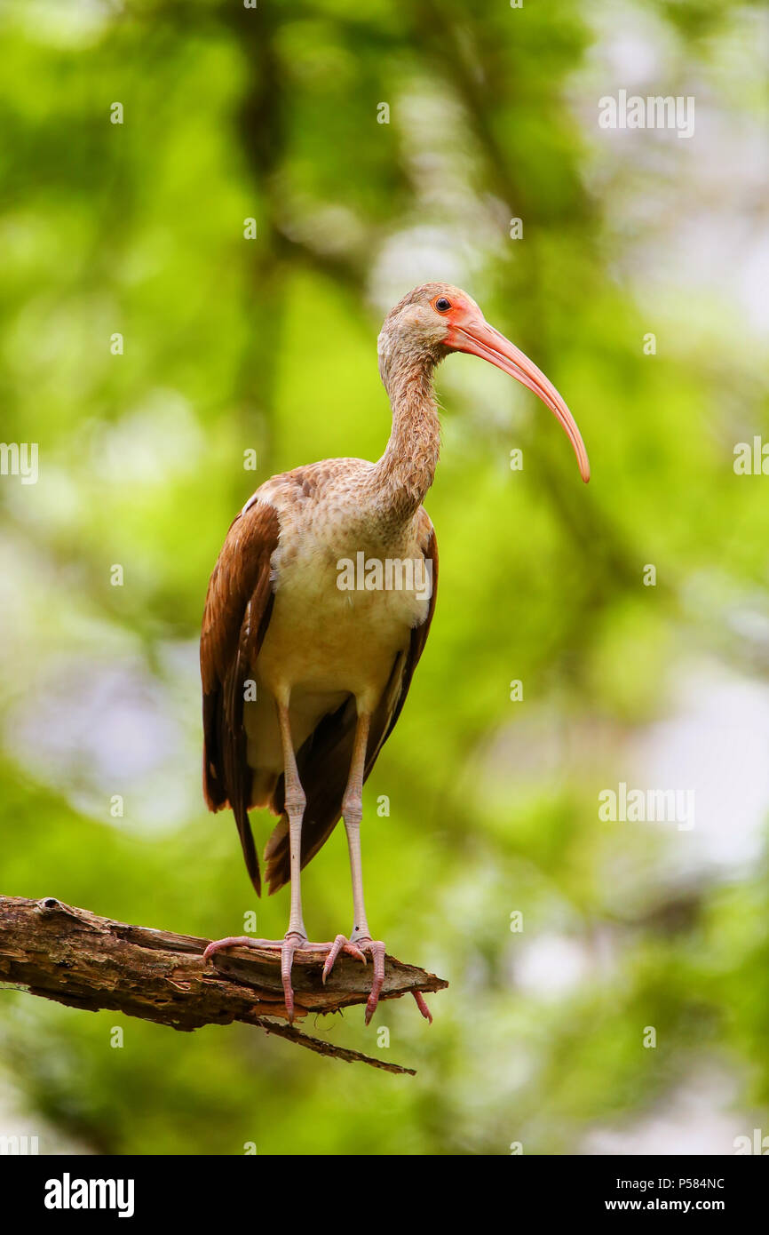 Immature white ibis (Eudocimus albus) sitting on a tree) sitting on a tree Stock Photo