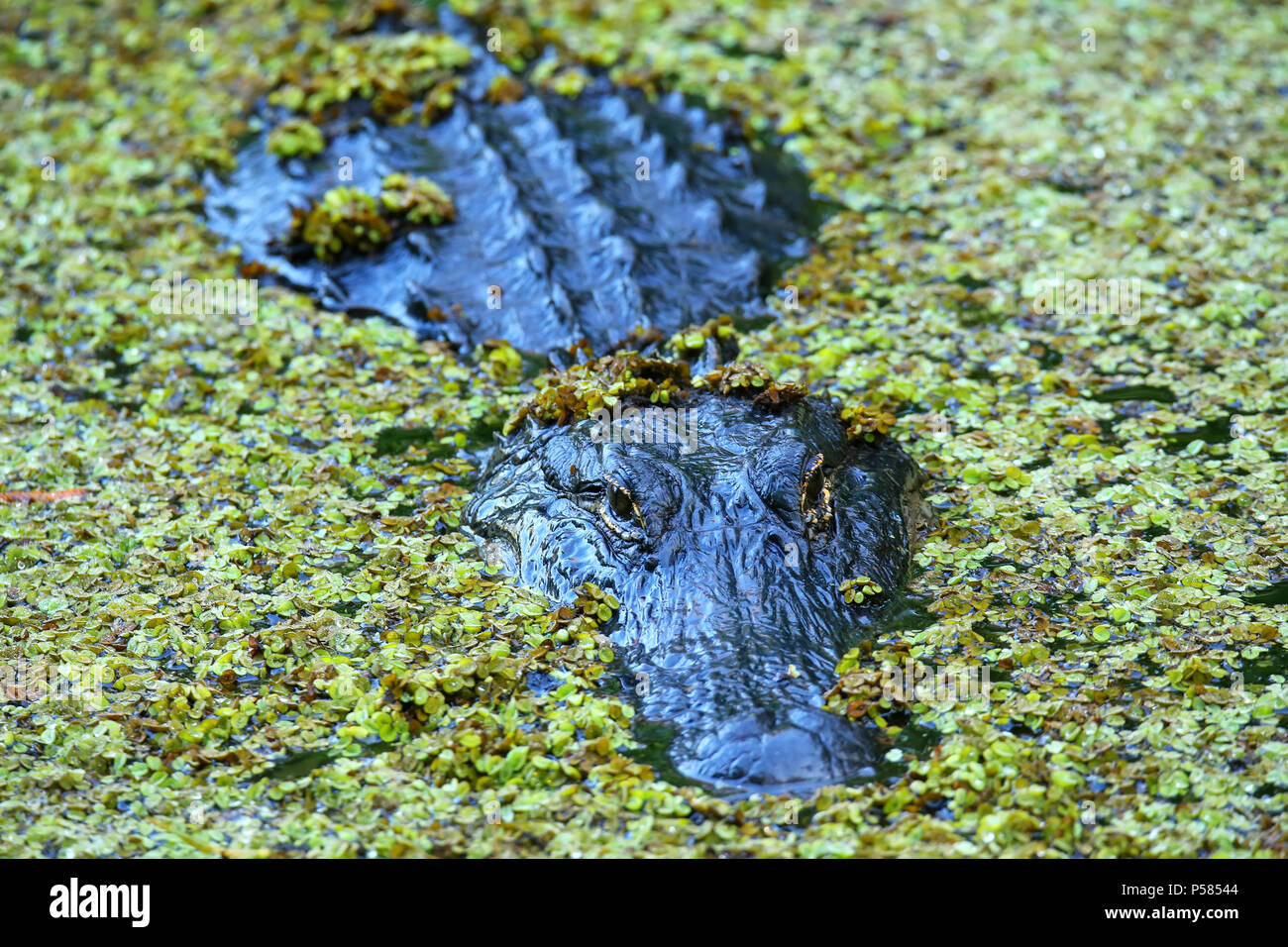 Alligator (Alligator mississippiensis) in a swamp Stock Photo