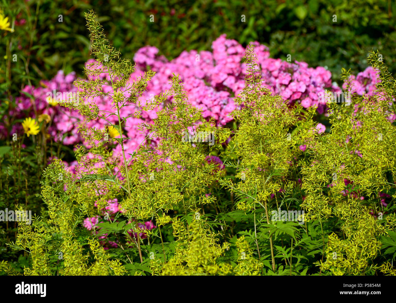 Phlox paniculata (garden phlox) Oslo Botanical Garden, Norway Stock Photo