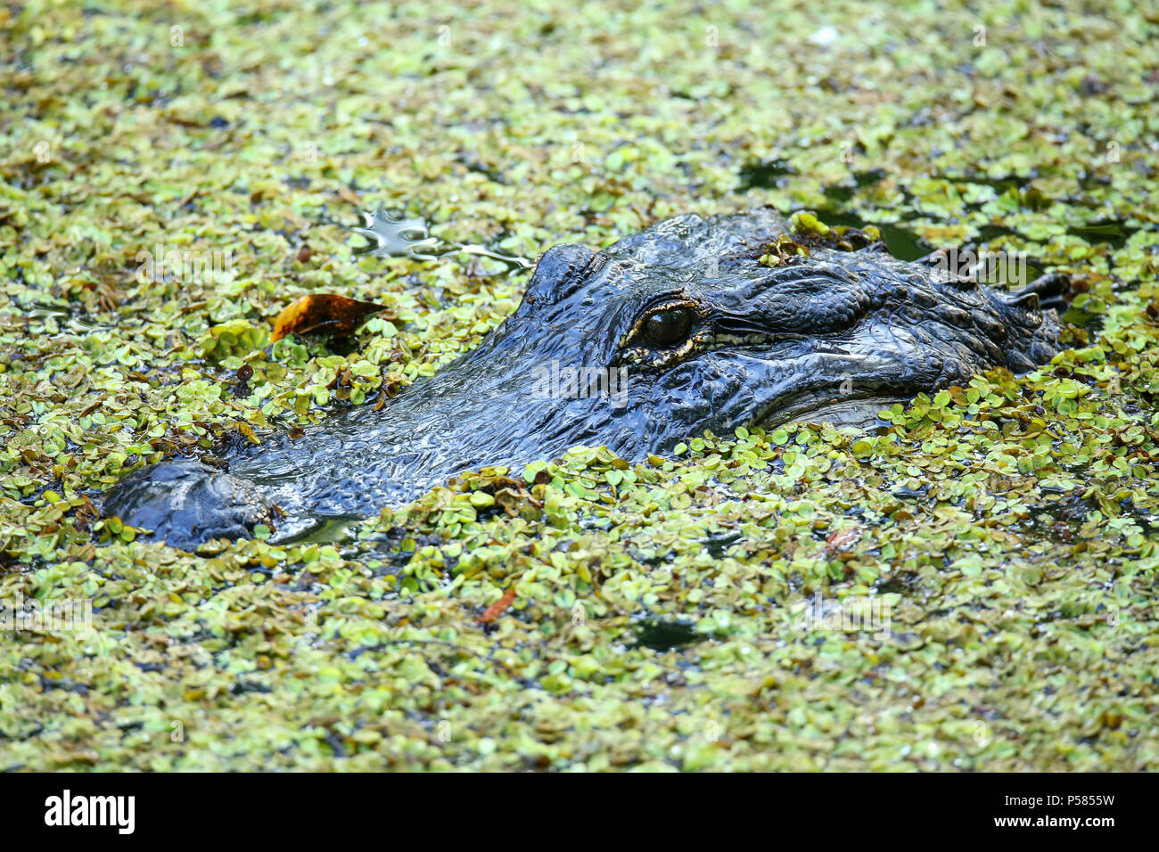 Portrait of Alligator (Alligator mississippiensis) floating in a swamp Stock Photo