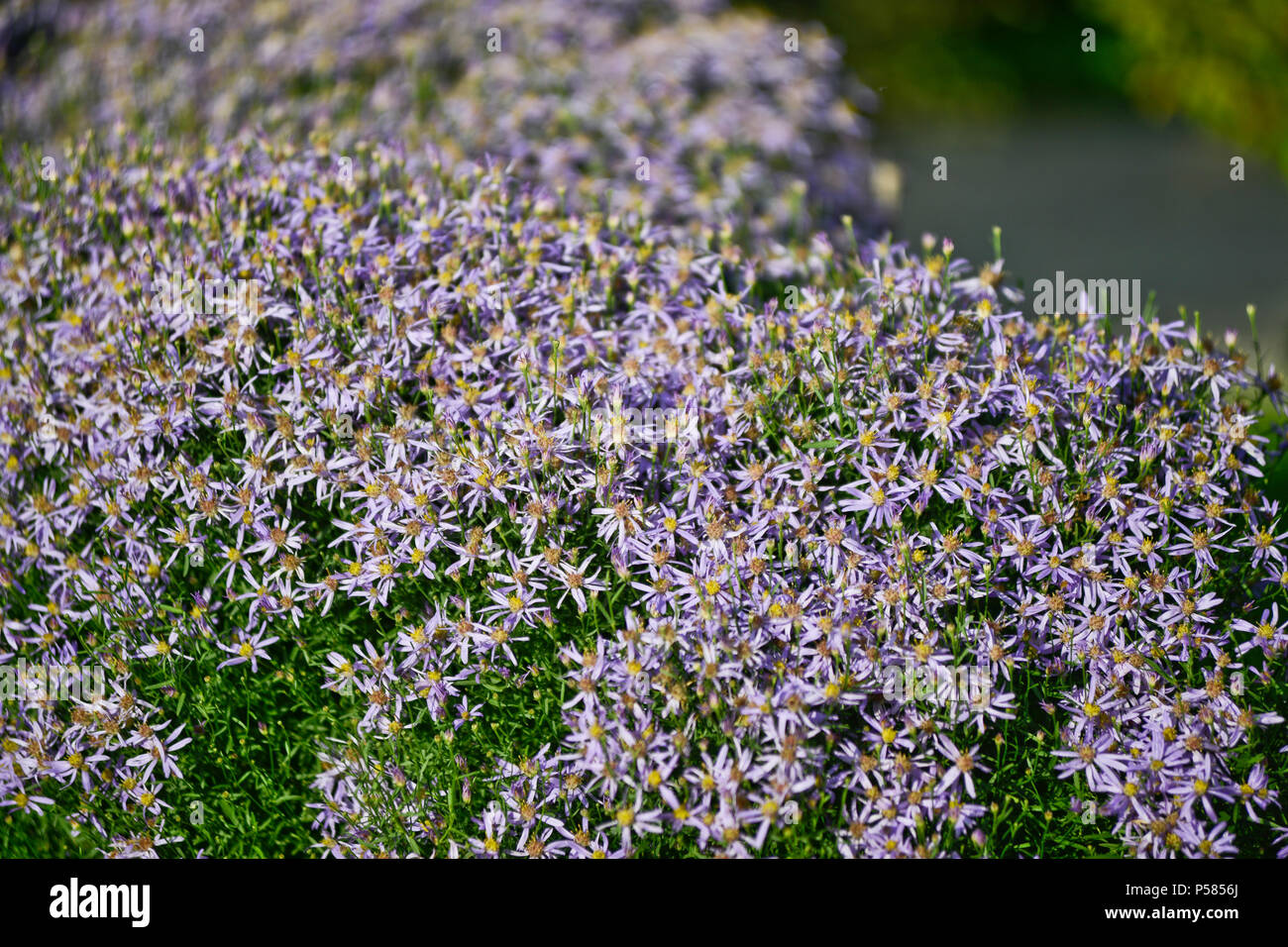 Galatella sedifolia (Aster sedifolius) Oslo Botanical Garden, Norway Stock Photo