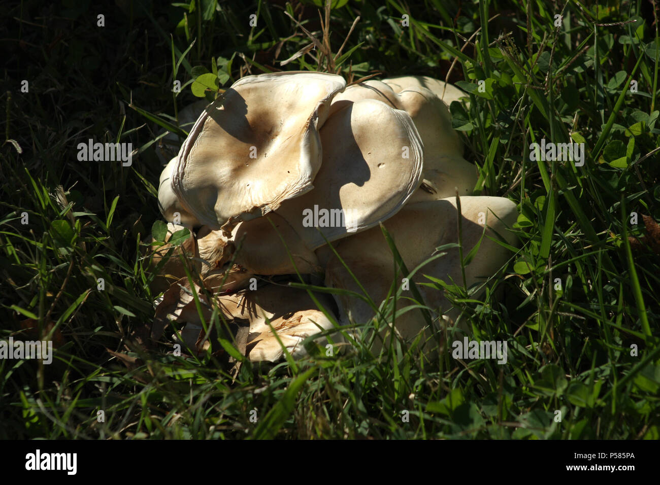 Dried spores hires stock photography and images Alamy