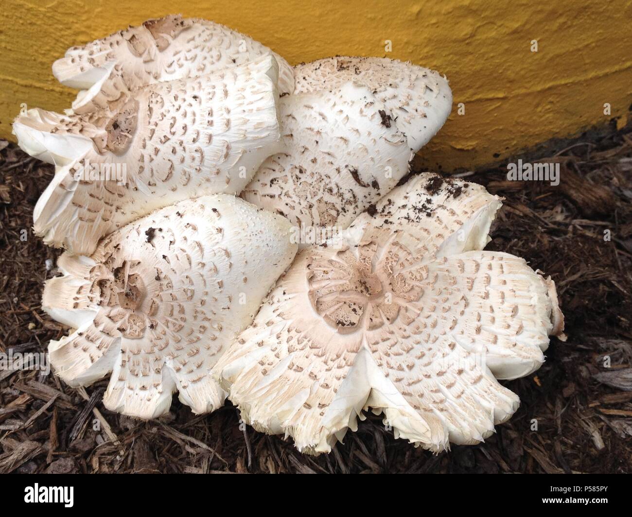 Shaggy Parasol mushroom Stock Photo