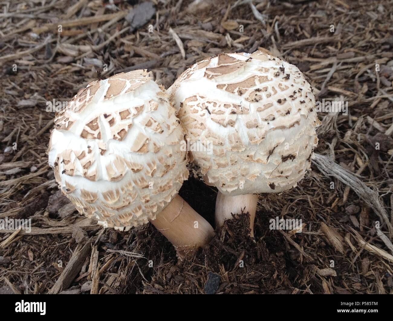 Shaggy Parasol mushroom Stock Photo