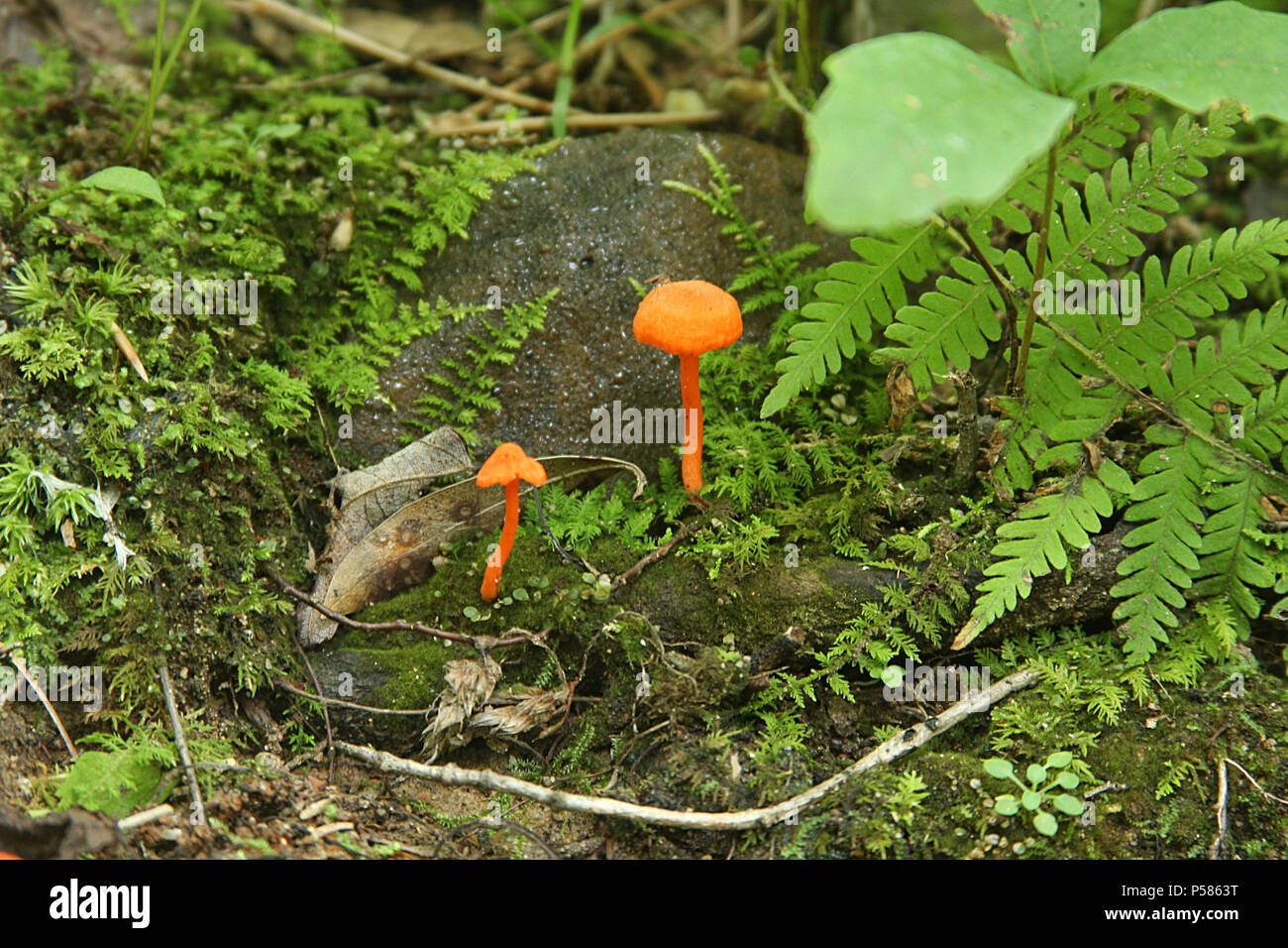 Small orange mushrooms in the woods Stock Photo - Alamy