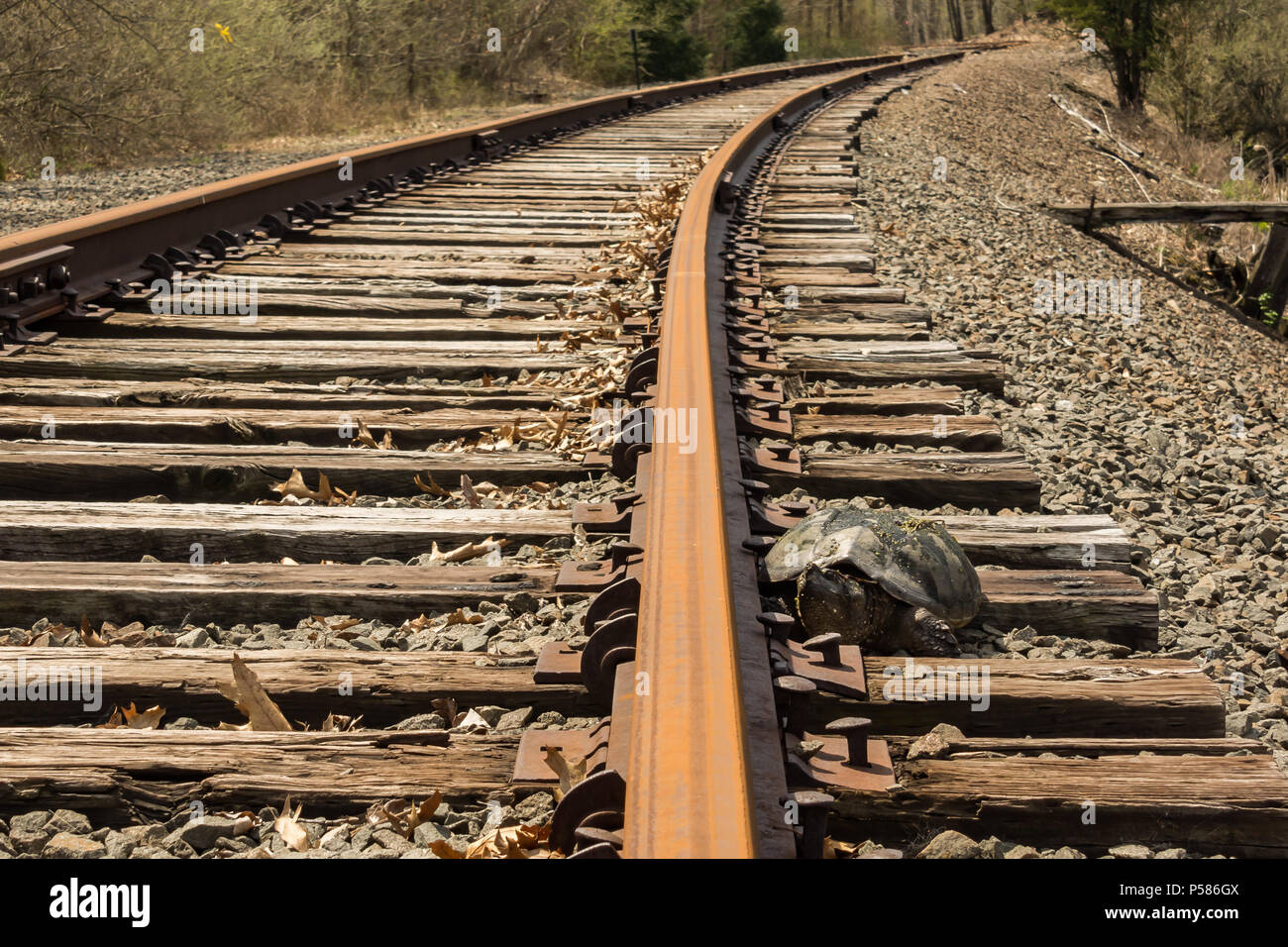 A Snapping Turtle desperately trying to cross the train tracks to nest on the other side. Stock Photo