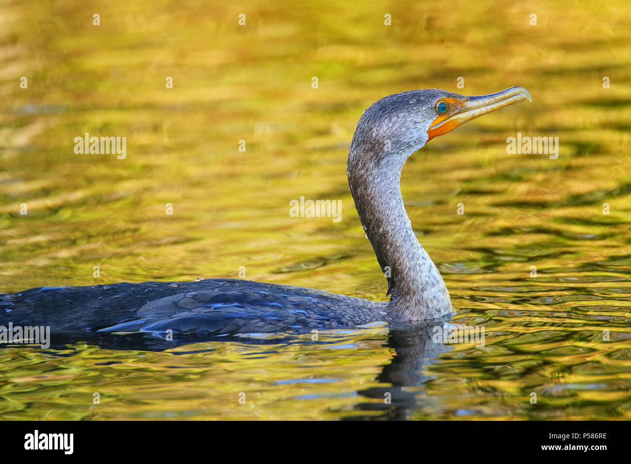 Double crested cormorant hires stock photography and images Alamy