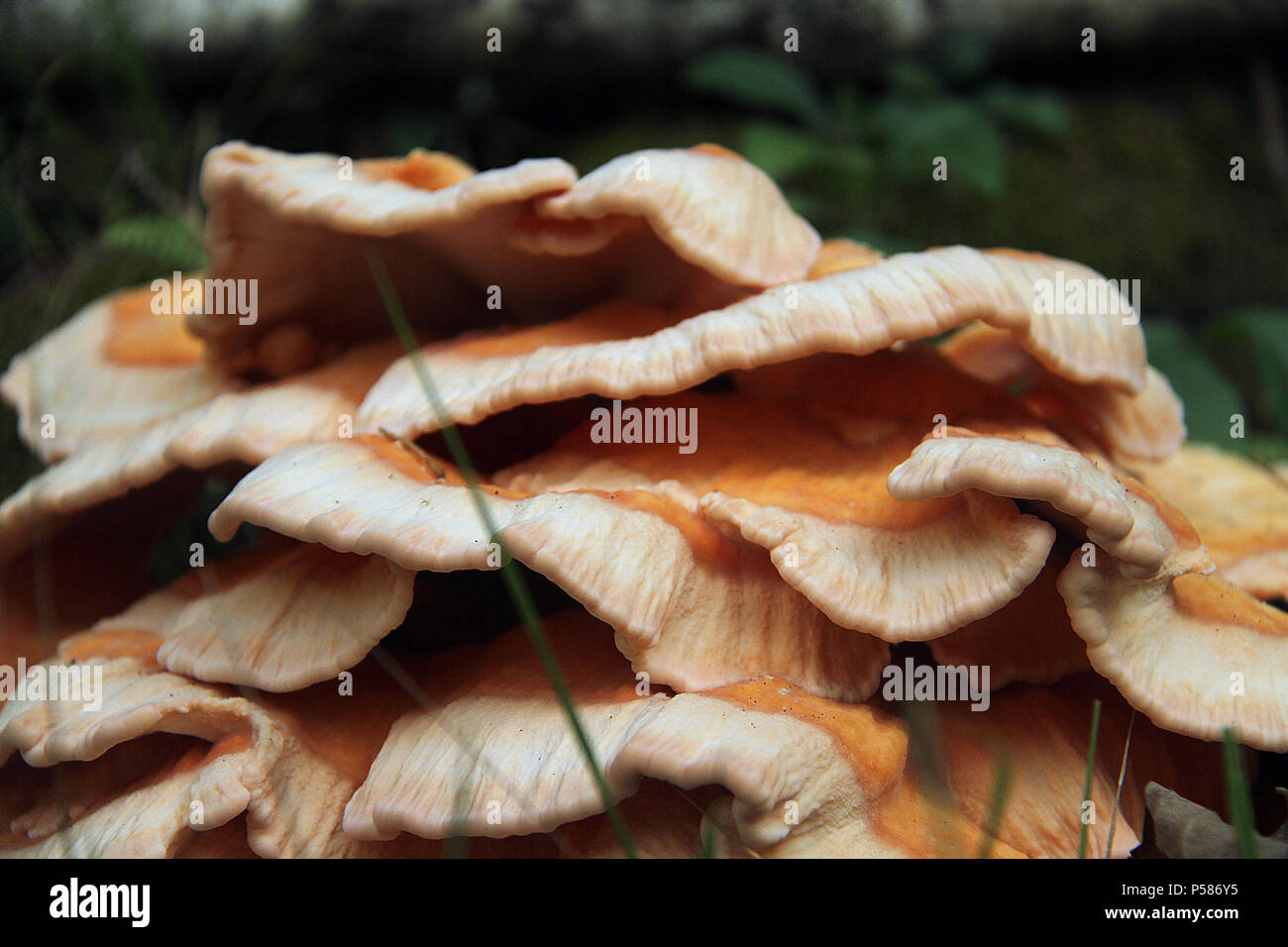 Chicken-of-the-woods mushroom Stock Photo