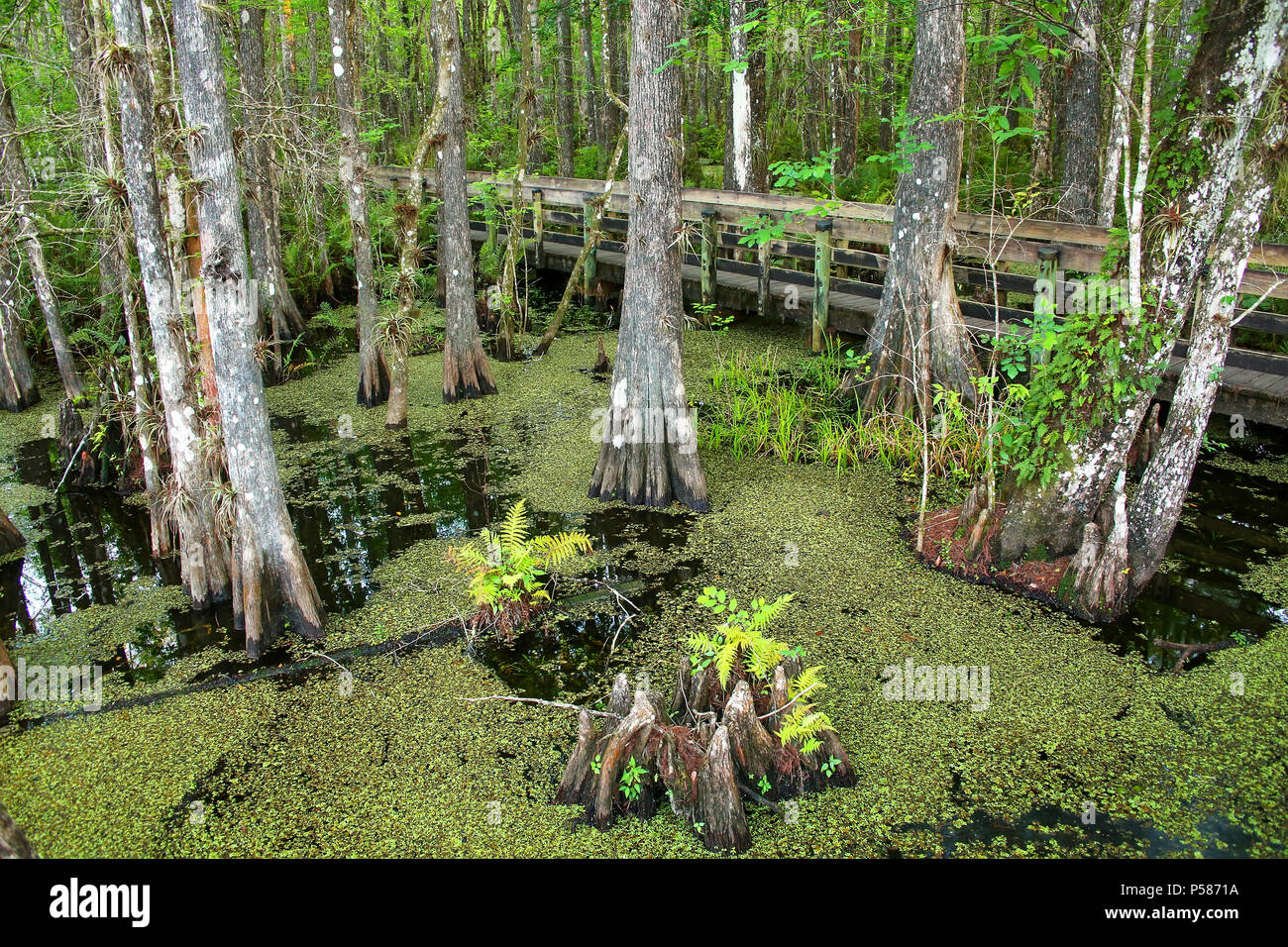 Bald cypress trees growing in 6 mile Cypress Slough in Florida Stock