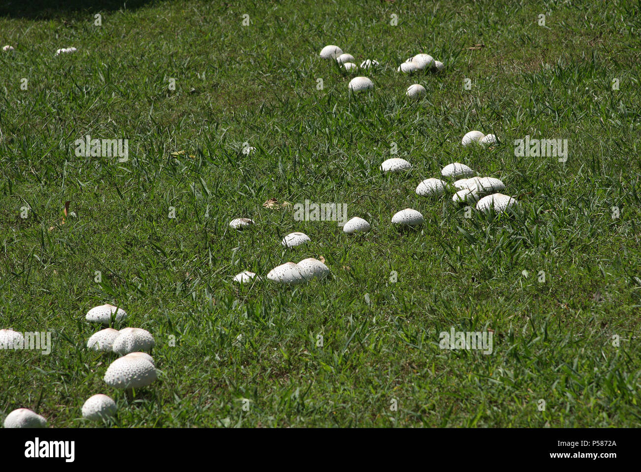 Agaricus Campestris (Field mushroom) Stock Photo