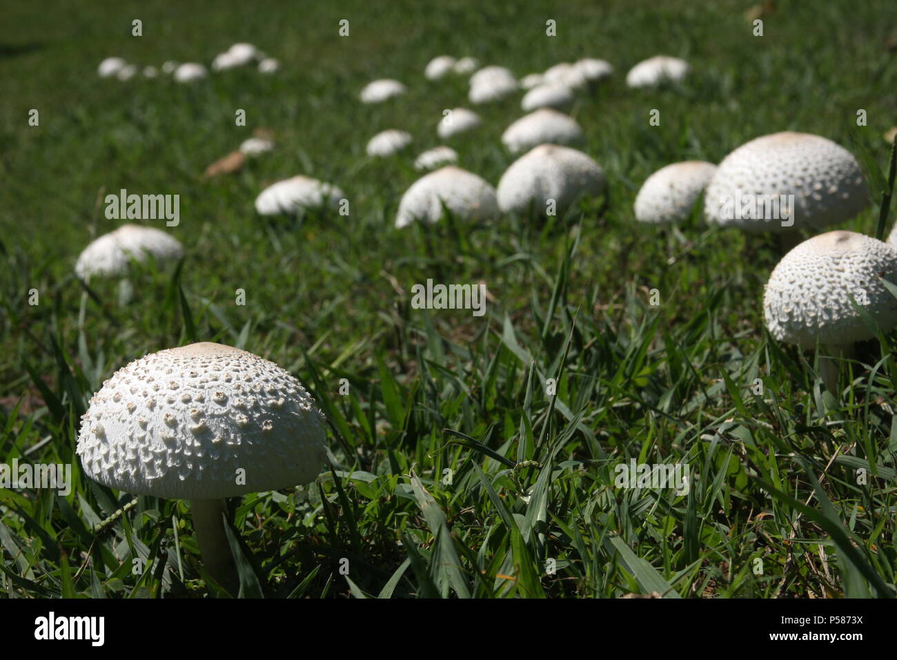 Agaricus Campestris (Field mushroom Stock Photo Alamy