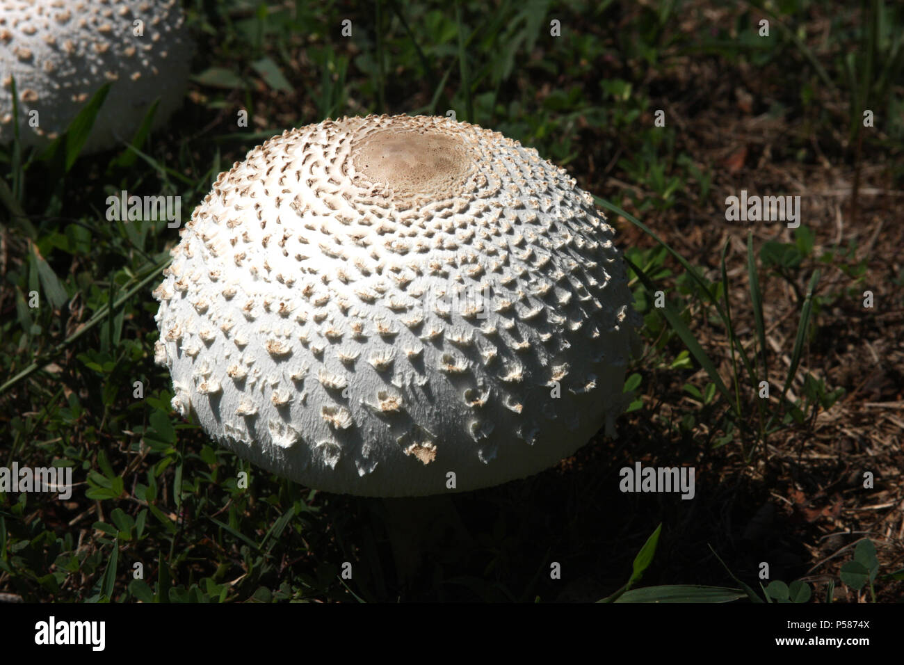 Agaricus Campestris (Field mushroom) Stock Photo