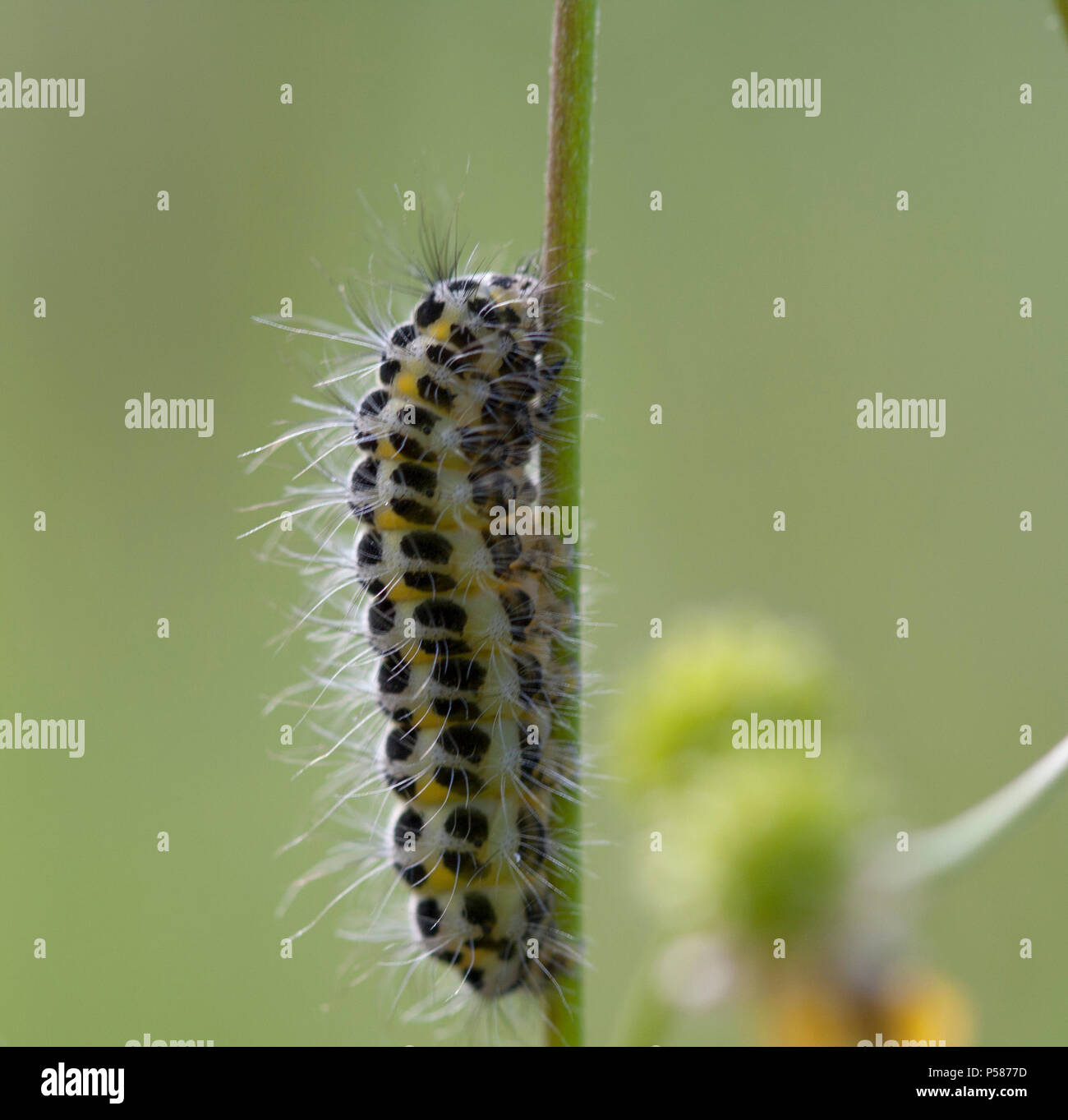 crawling caterpillar on a grass Stock Photo