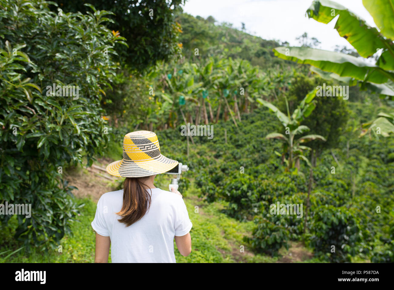 Workers on coffee farm in Colombia Stock Photo Alamy