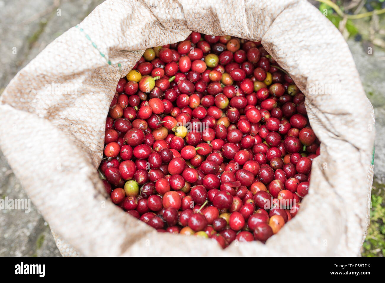 Red ripe coffee beans in bag Stock Photo