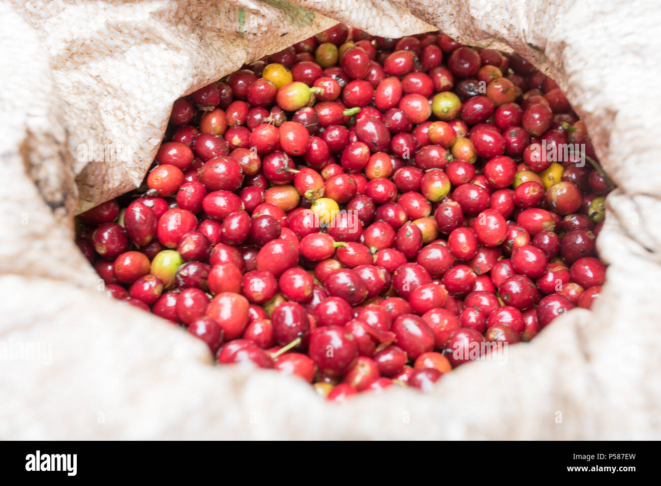Red ripe coffee beans in bag Stock Photo