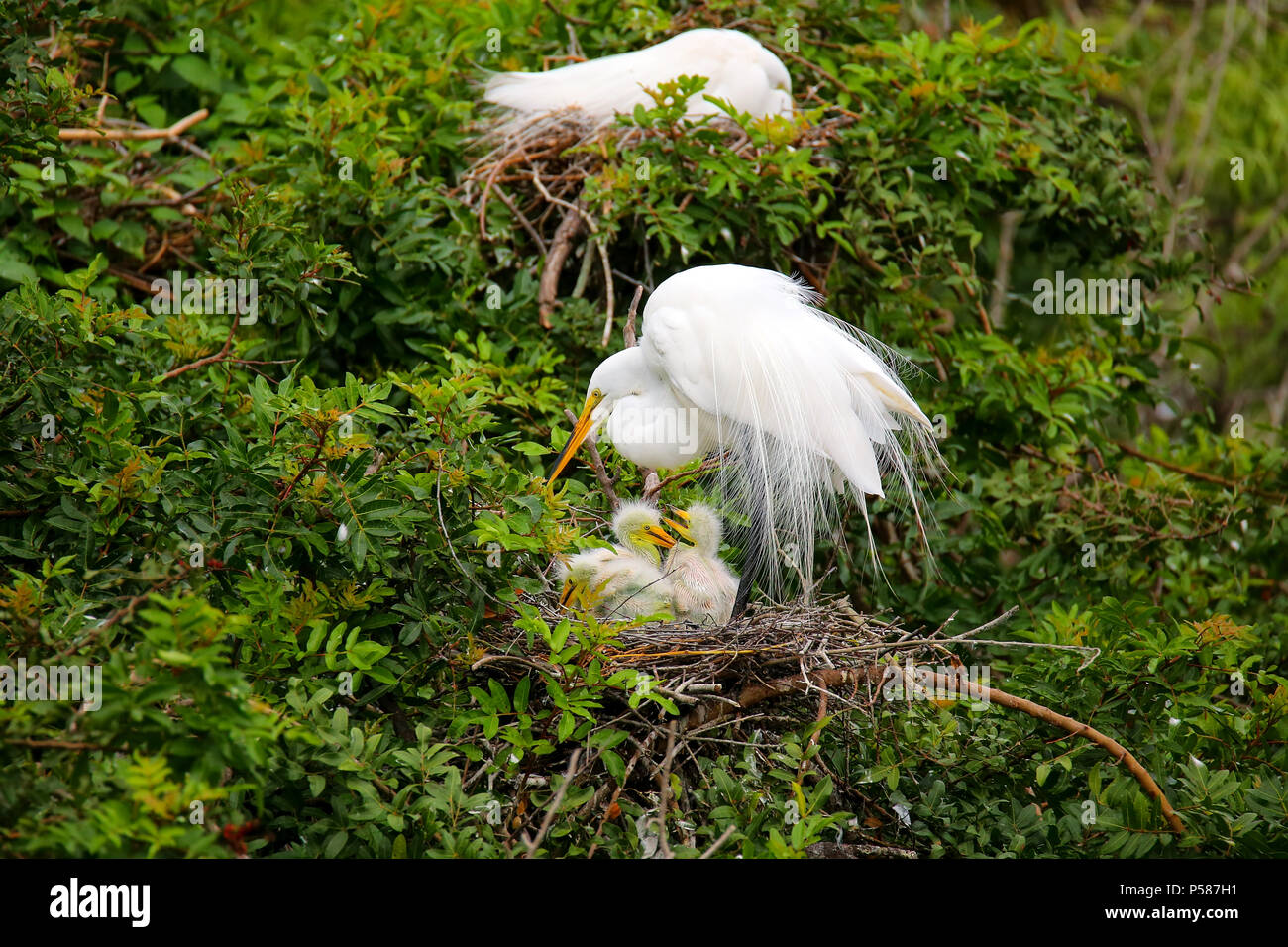 Great Egret (Ardea alba) in a nest with chicks Stock Photo