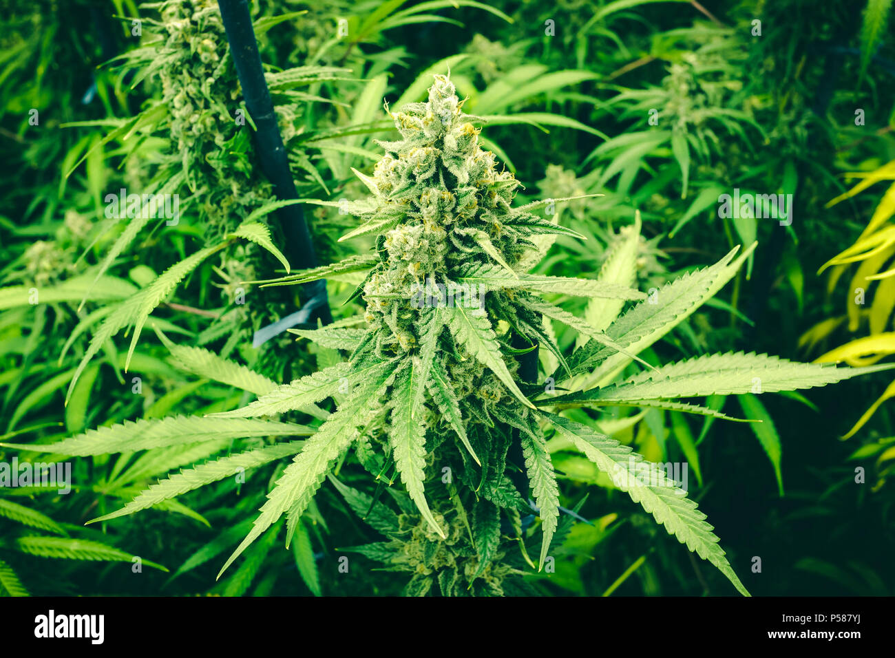 Vibrant green canopy of indoor marijuana plants growing mature buds