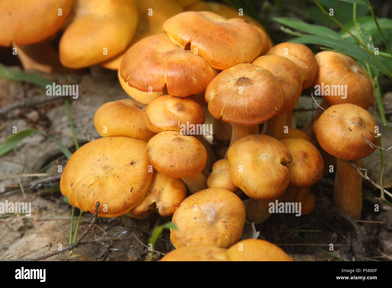 Jack O Lantern Mushrooms Hi Res Stock Photography And Images Alamy Jack O Lantern Mushrooms Hi Res Stock Photography And Images Alamy