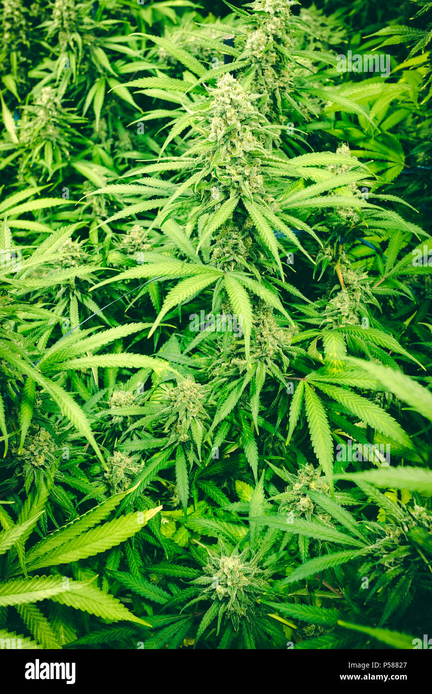 Mature Cannabis Plant High Resolution Stock Photography