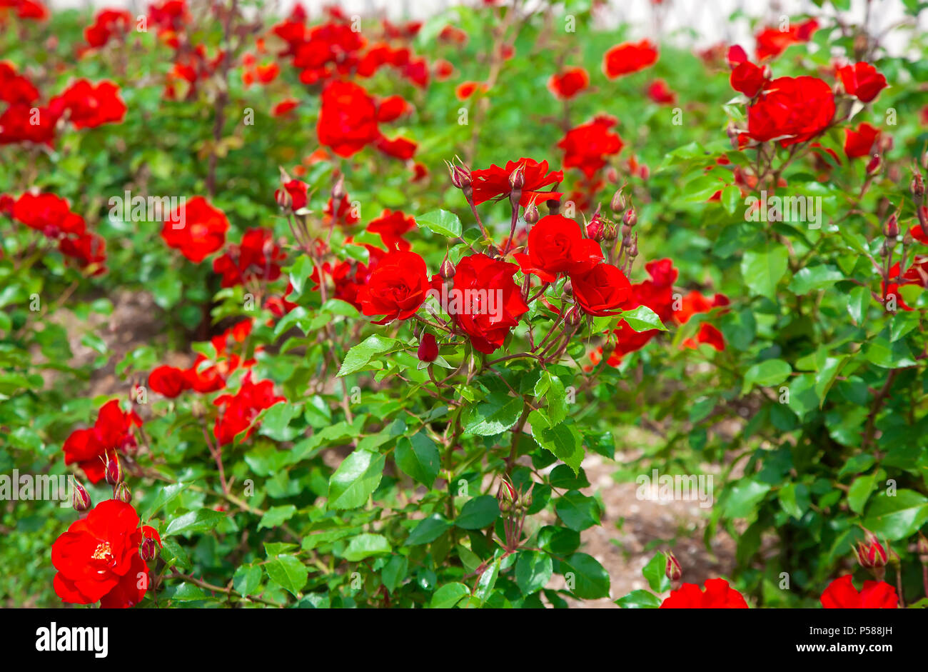 Cluster of red roses hi-res stock photography and images - Alamy