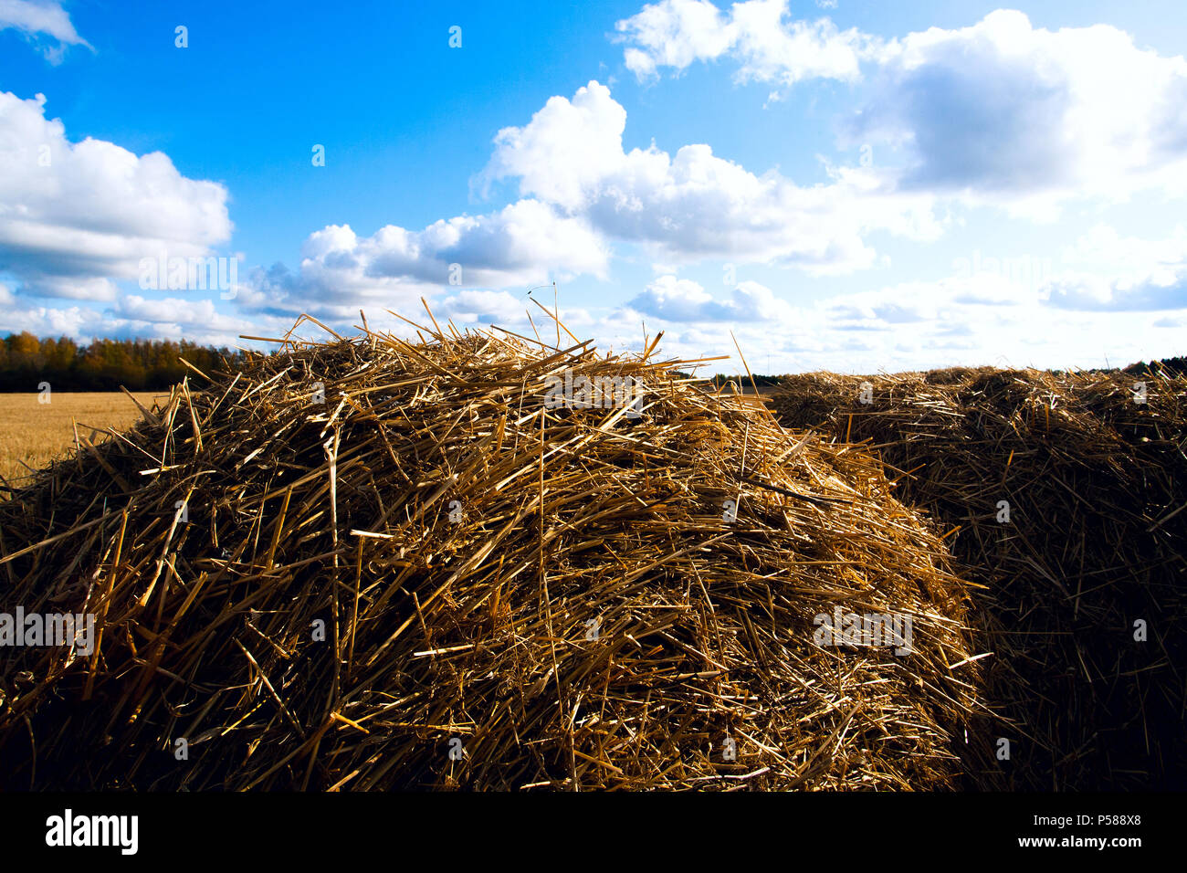 Simple Field Straw Prop Straw in the field Stock Photo - Alamy