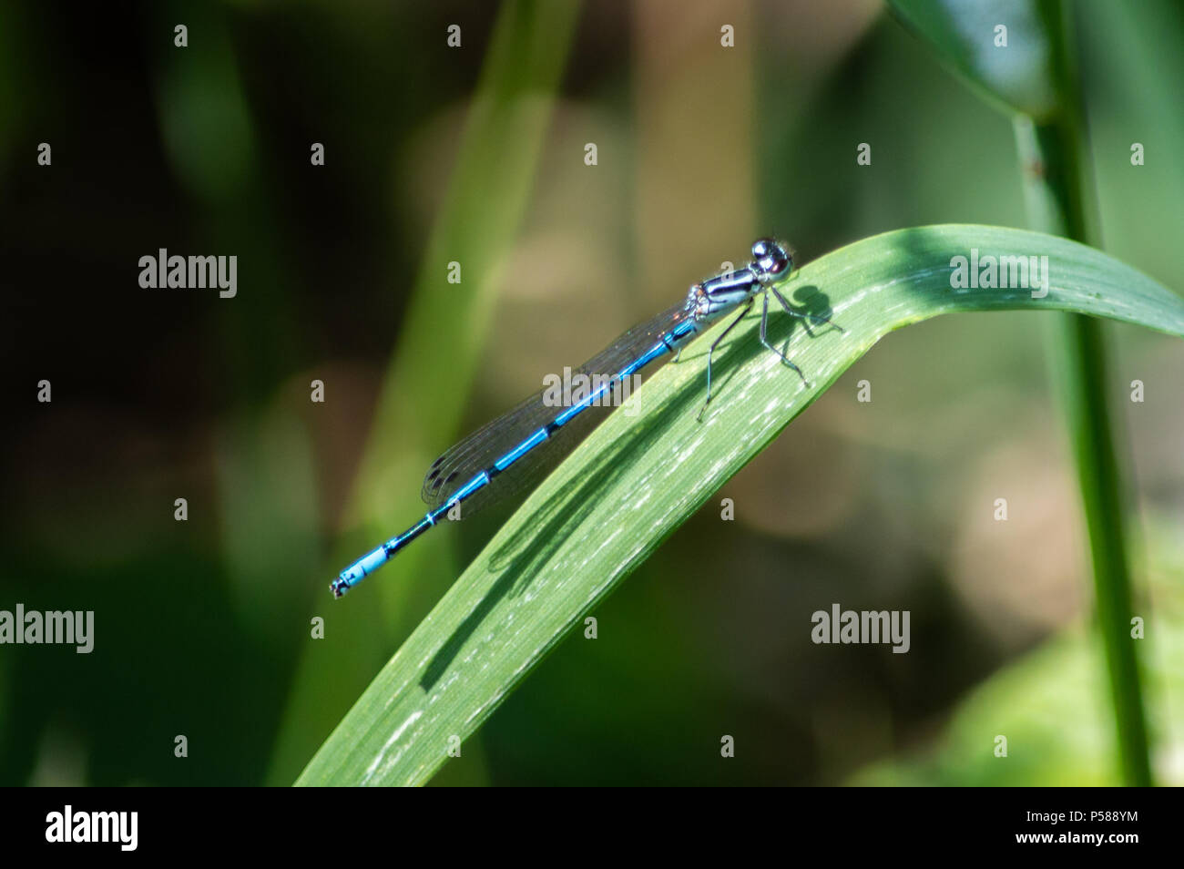 Blue damselfly on a broad blade of grass Stock Photo - Alamy