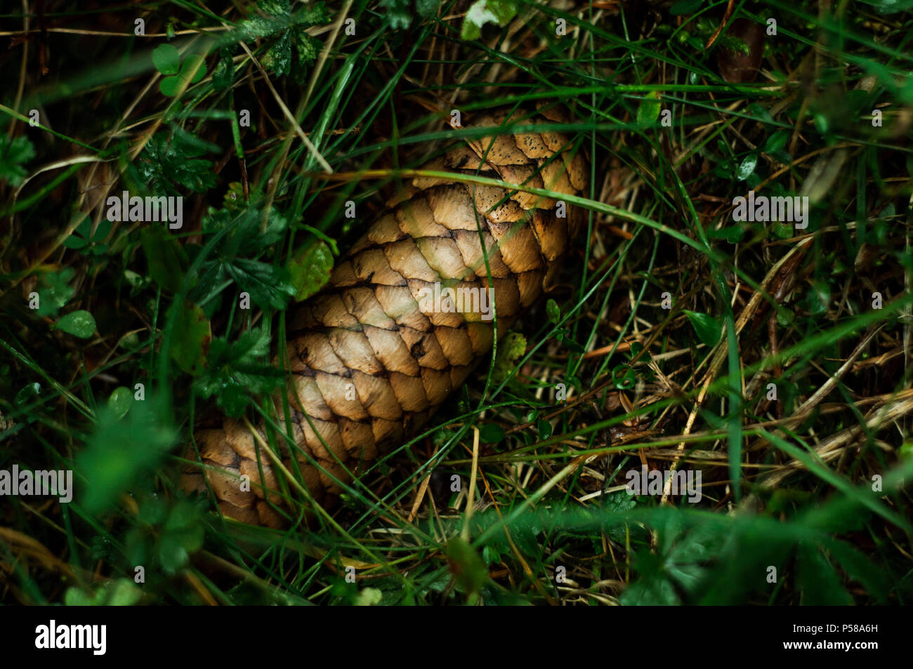 Pine conifer lying on the ground in grass Stock Photo